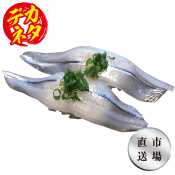 サヨリ