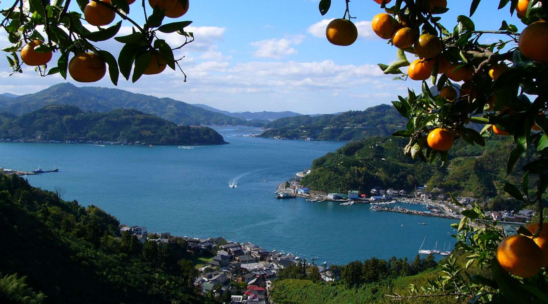 宇和海とみかん
