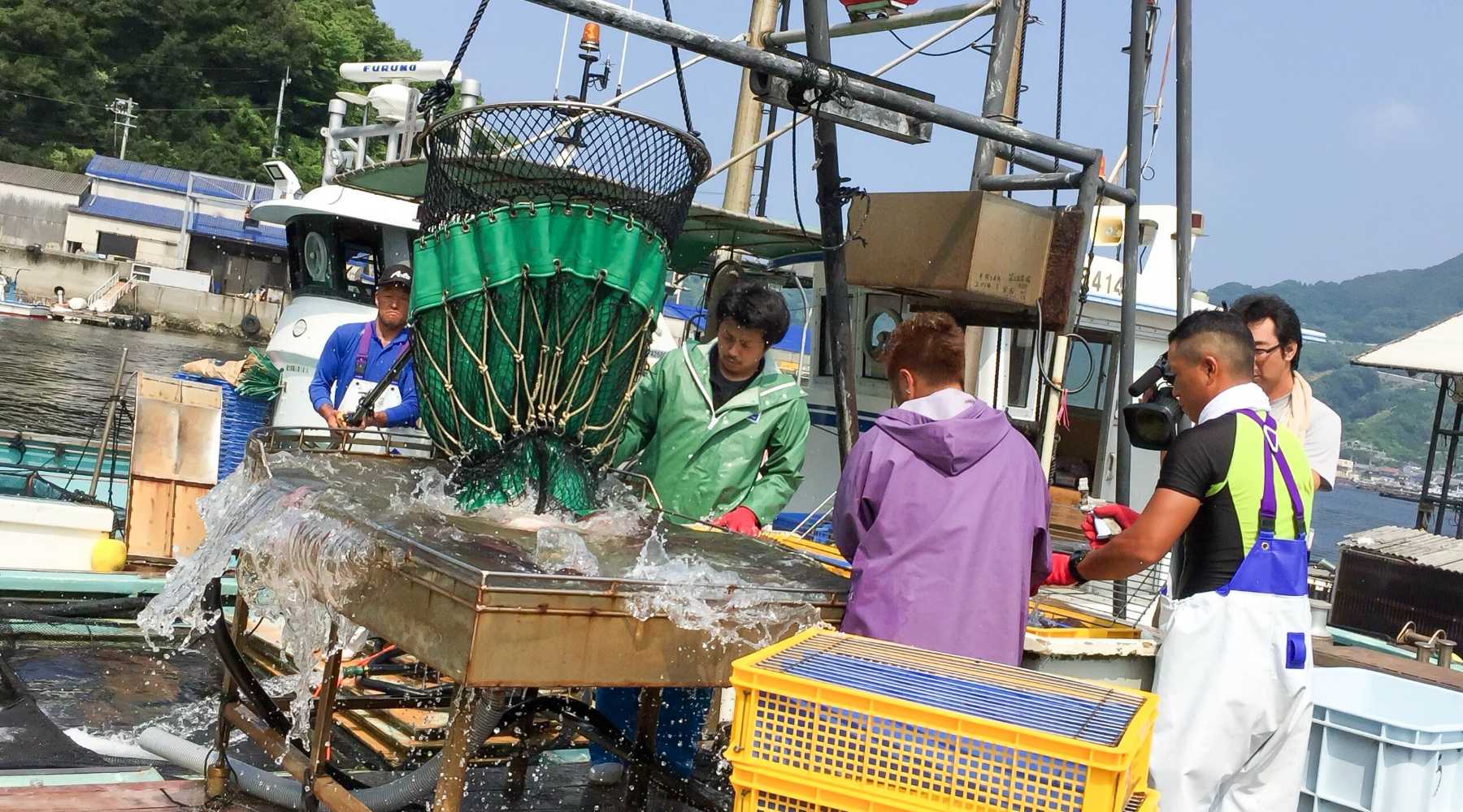 宇和島の養殖技術