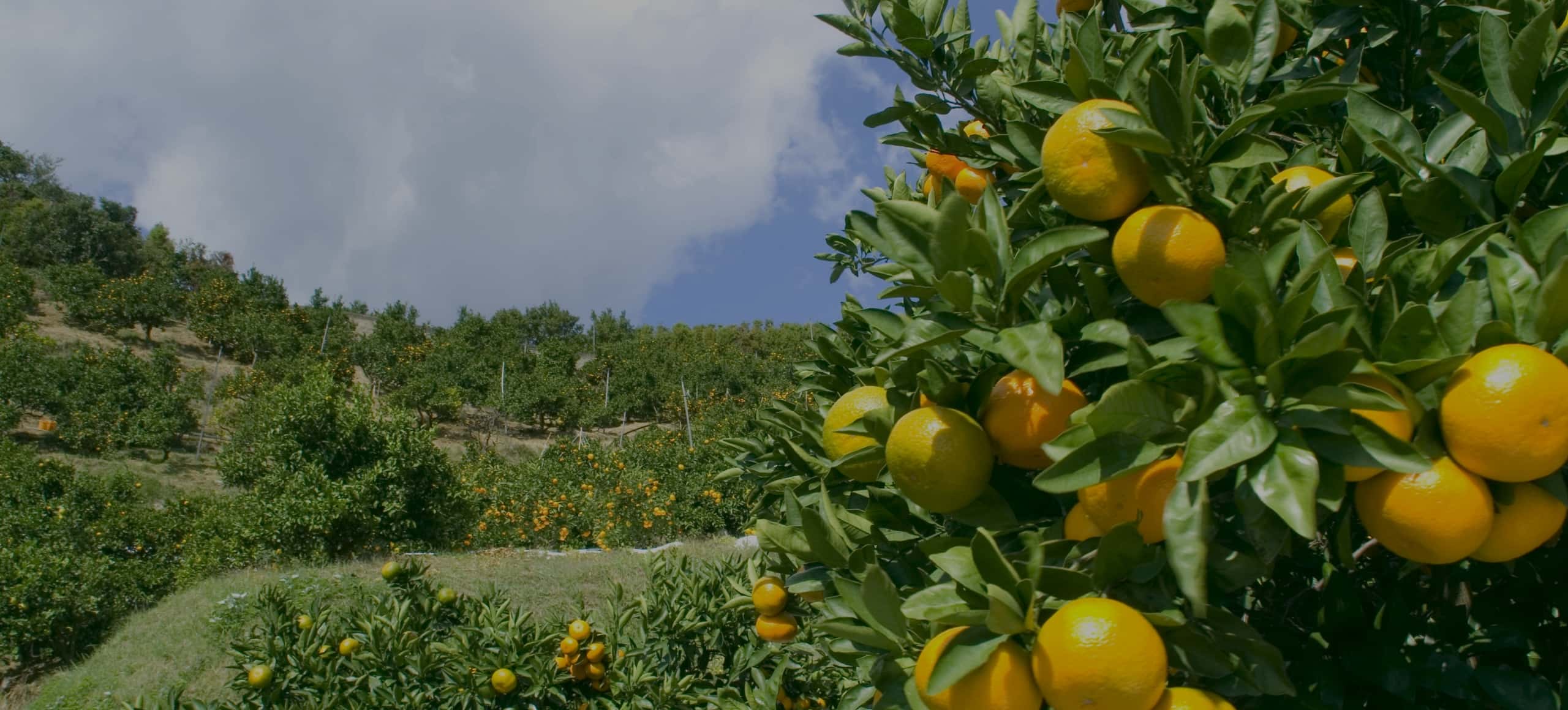 宇和島のみかんばたけ