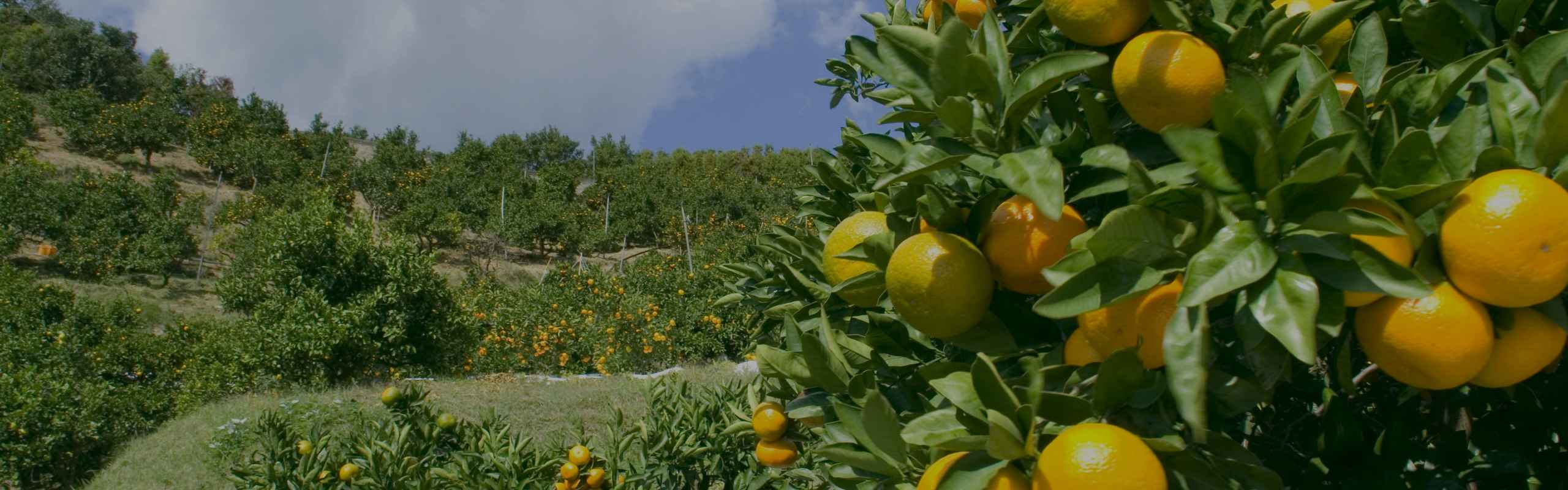 宇和島のみかんばたけ